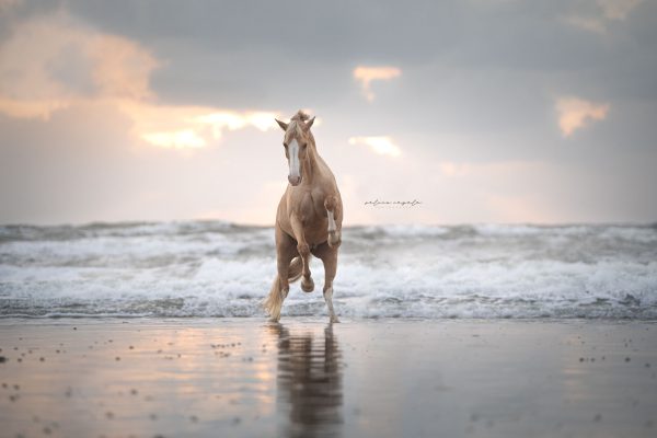 Fotografie Ulm Neu-Ulm