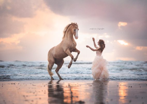 sunset horse Selina Negele