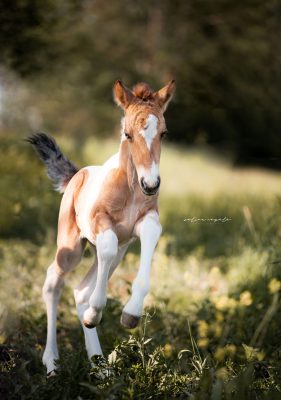 Fohlen fotografie ulm