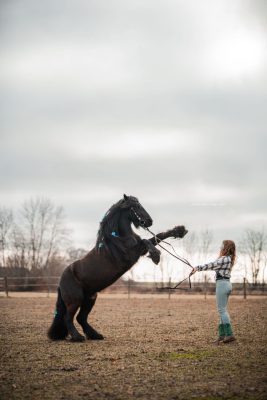pferdefotografie Neu-Ulm