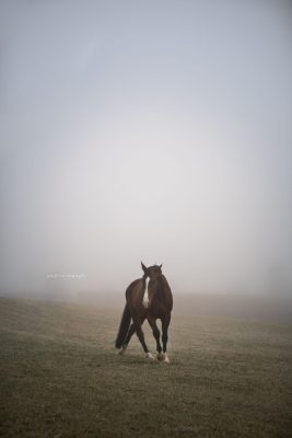 Stimmung Pferd Ulm Selina Negele