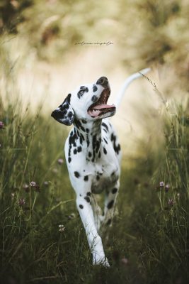 hund gräser Bilder Selina Negele