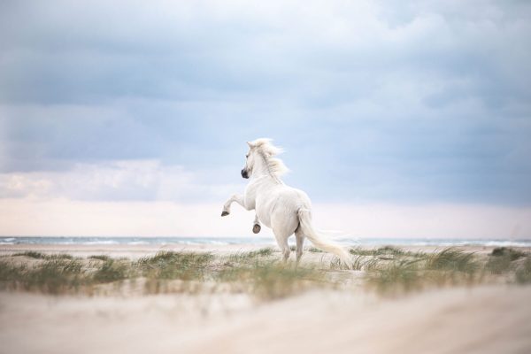 Pferdefotografie Ulm Selina Negele