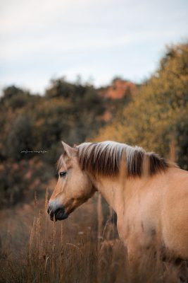 Tier Fotografie Ulm Selina Negele